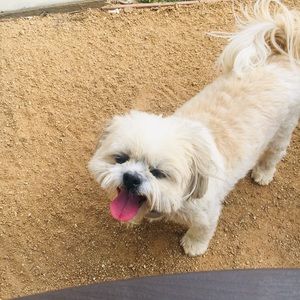 Meet your Posher, Bailey